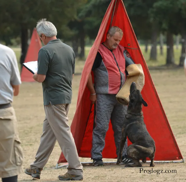 September 13, 2014 RVSC Schutzhund Trial — a dog-and-handler team performing a formal obedience exercise — photo 21