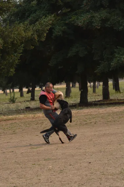 September 13, 2014 RVSC Schutzhund Trial — a dog-and-handler team performing a formal obedience exercise — photo 26