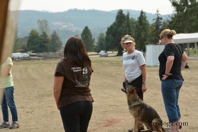 September 13, 2014 RVSC Schutzhund Trial — a dog-and-handler team performing a formal obedience exercise — photo 31