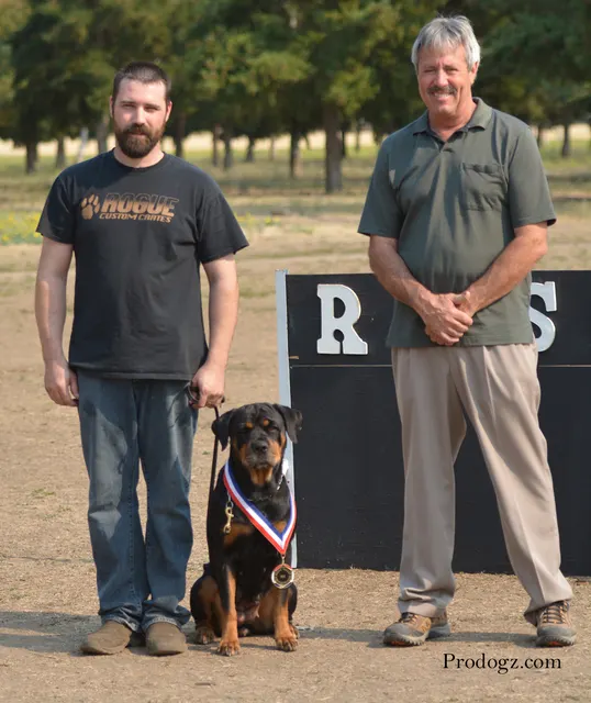 September 13, 2014 RVSC Schutzhund Trial — a dog-and-handler team performing a formal obedience exercise — photo 36