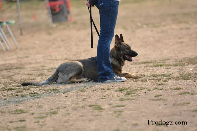 September 13, 2014 RVSC Schutzhund Trial — a working dog engaging the helper during the protection phase — photo 03