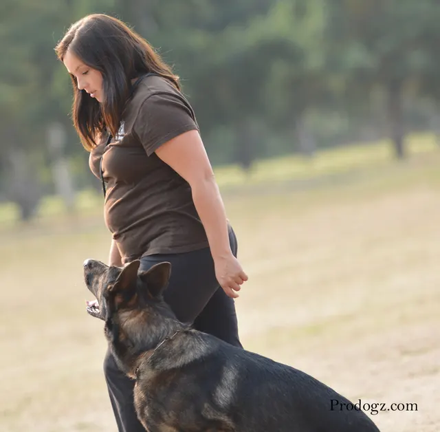 September 13, 2014 RVSC Schutzhund Trial — a working dog engaging the helper during the protection phase — photo 08