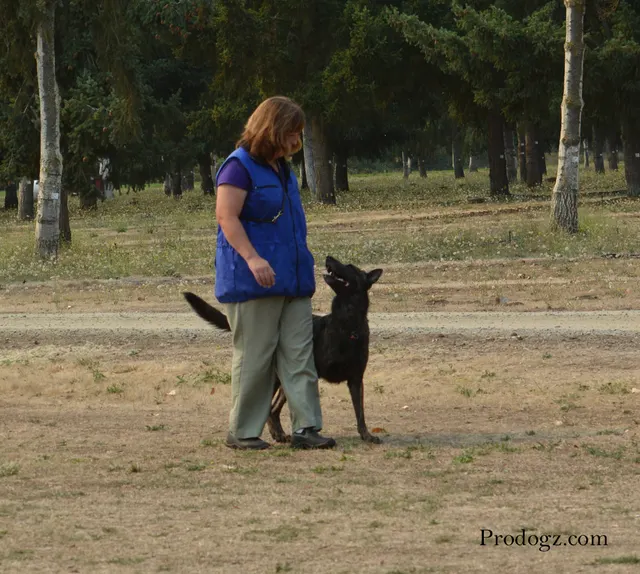 September 13, 2014 RVSC Schutzhund Trial — a working dog engaging the helper during the protection phase — photo 13