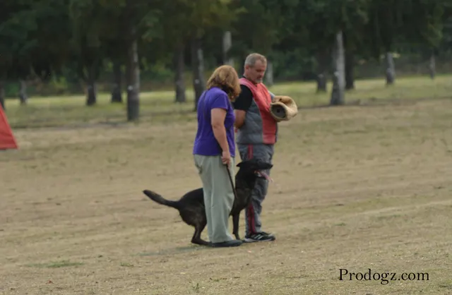 September 13, 2014 RVSC Schutzhund Trial — a working dog engaging the helper during the protection phase — photo 23