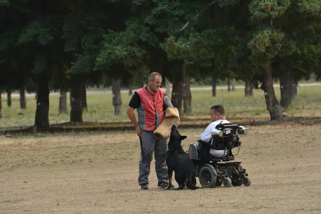 September 13, 2014 RVSC Schutzhund Trial — a working dog engaging the helper during the protection phase — photo 28