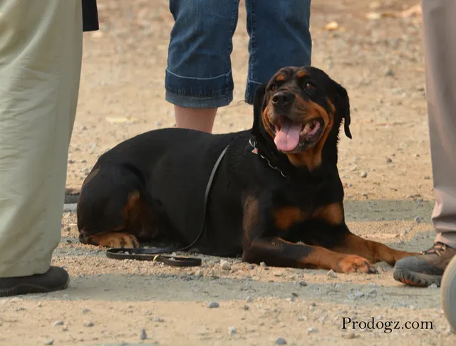 September 13, 2014 RVSC Schutzhund Trial — a working dog engaging the helper during the protection phase — photo 33