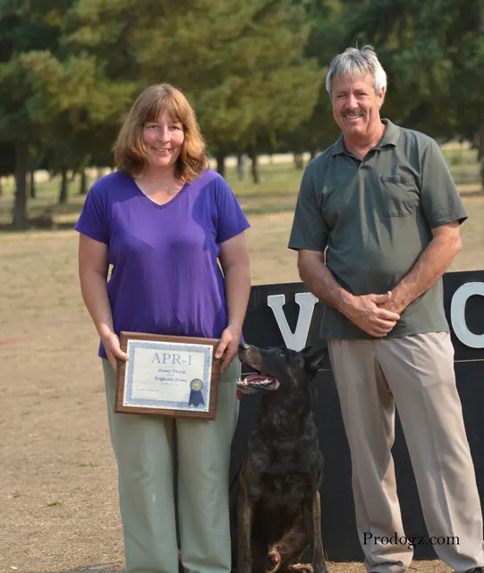 September 13, 2014 RVSC Schutzhund Trial — a working dog engaging the helper during the protection phase — photo 38