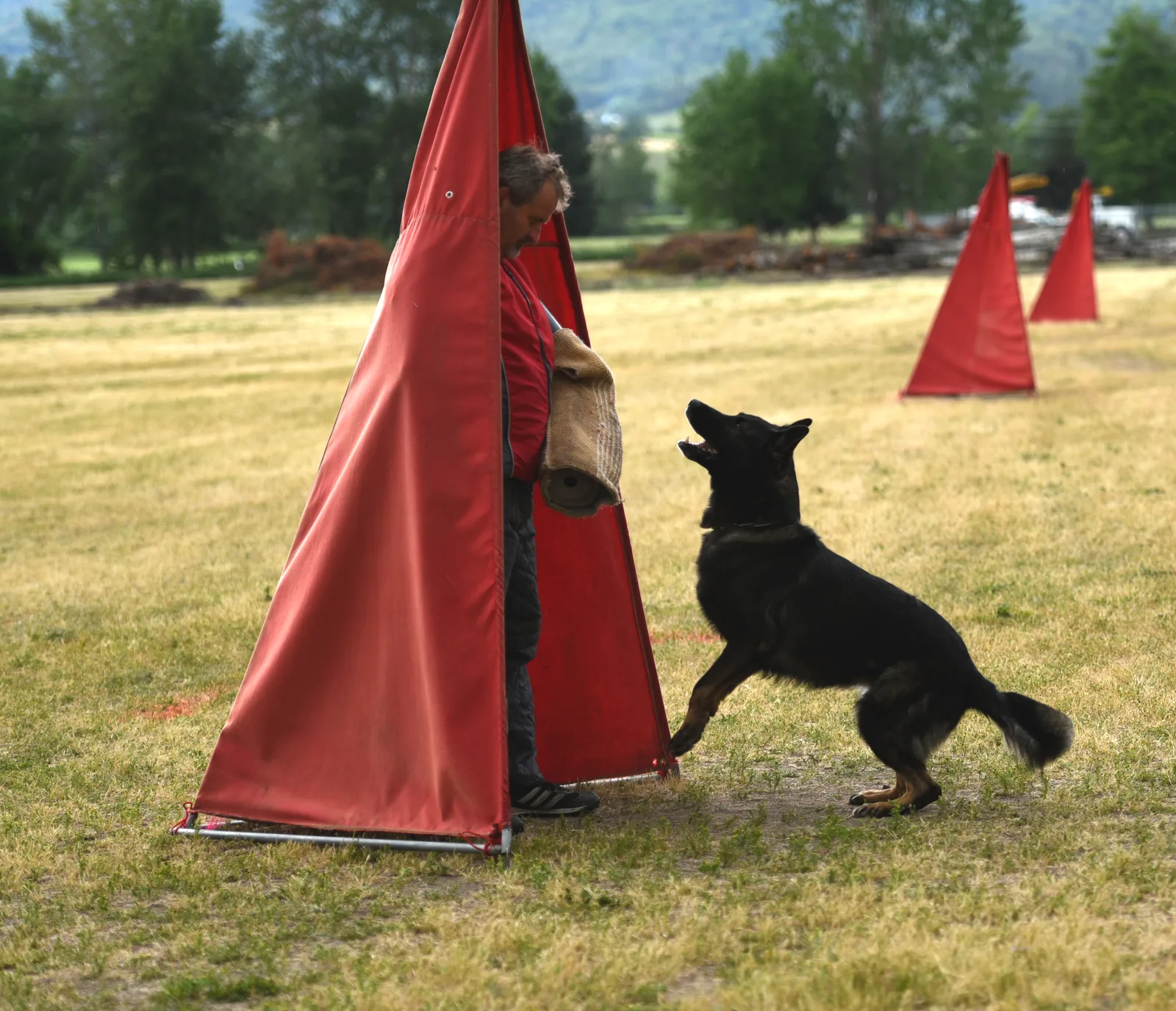 2016 RVSC Spring Schutzhund Trial — a working dog engaging the helper during the protection phase