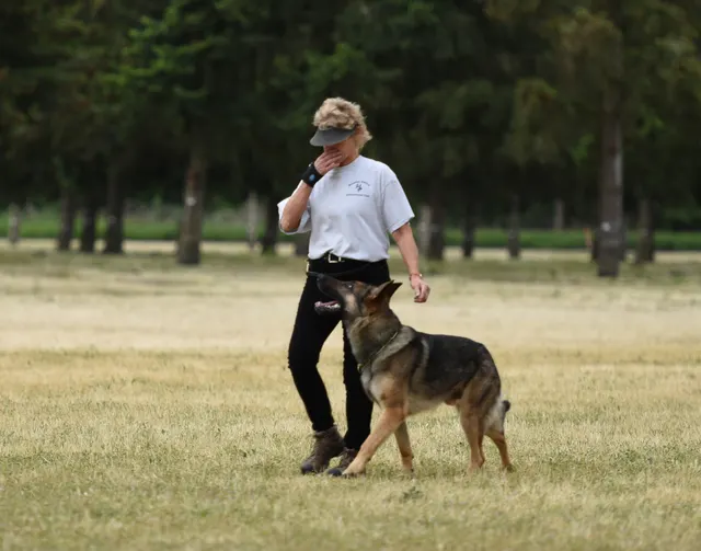 2016 RVSC Spring Schutzhund Trial — a working dog performing around a Schutzhund blind — photo 09