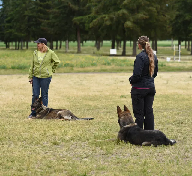 2016 RVSC Spring Schutzhund Trial — a working dog performing around a Schutzhund blind — photo 14