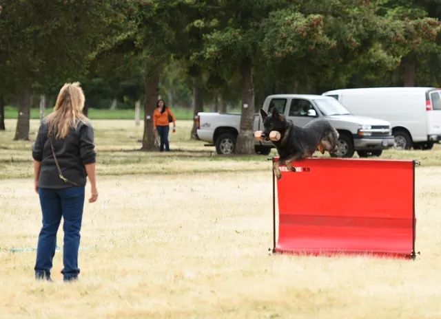 2016 RVSC Spring Schutzhund Trial — a working dog performing around a Schutzhund blind — photo 24