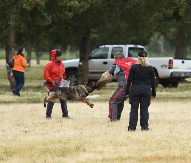2016 RVSC Spring Schutzhund Trial — a working dog performing around a Schutzhund blind — photo 29