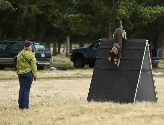2016 RVSC Spring Schutzhund Trial — a handler maintaining control with a working dog on the trial field — photo 13