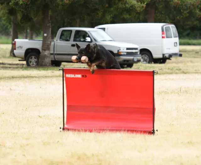 2016 RVSC Spring Schutzhund Trial — a handler maintaining control with a working dog on the trial field — photo 23