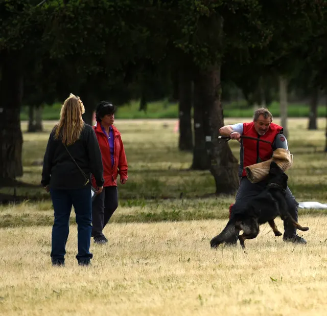2016 RVSC Spring Schutzhund Trial — a handler maintaining control with a working dog on the trial field — photo 28