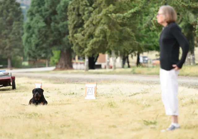 2016 RVSC Spring Schutzhund Trial — a dog-and-handler team performing a formal trial obedience exercise — photo 01