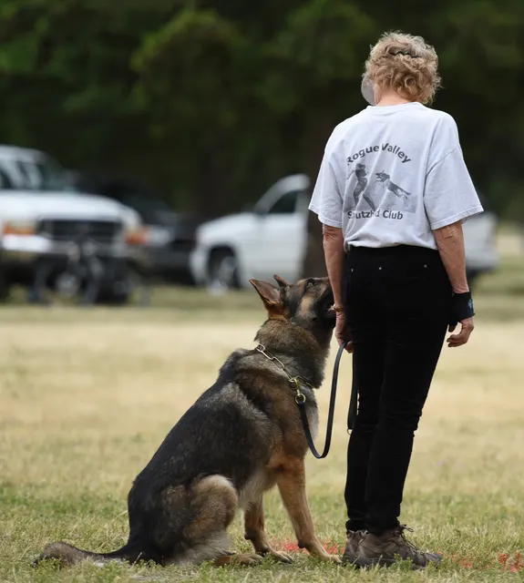 2016 RVSC Spring Schutzhund Trial — a working dog completing an obstacle or field exercise — photo 07