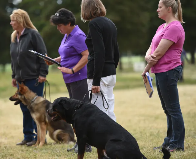 2016 RVSC Spring Schutzhund Trial — a working dog engaging the helper during the protection phase — photo 05