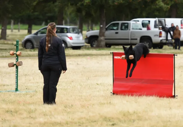 2016 RVSC Spring Schutzhund Trial — a working dog engaging the helper during the protection phase — photo 15