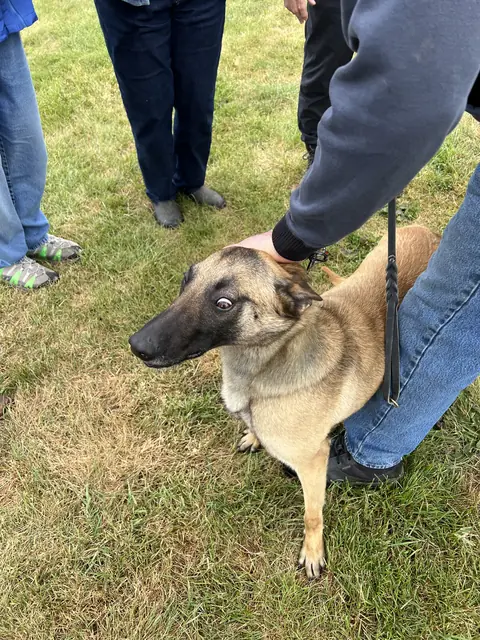 Working dog evaluation during the May 2022 RVSC spring trial — photo 06