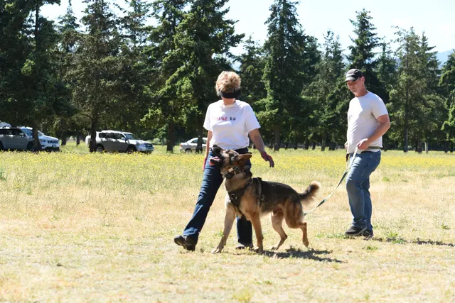 Tim Cutter Schutzhund Seminar on June 3, 2017 — a German Shepherd team receiving helper coaching during protection work — photo 02