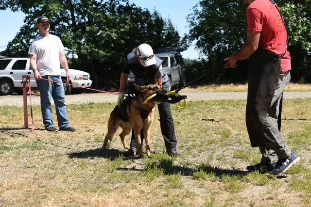 Tim Cutter Schutzhund Seminar on June 3, 2017 — a handler controlling the dog while the helper presents the sleeve — photo 14