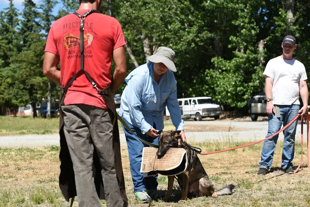 Tim Cutter Schutzhund Seminar on June 3, 2017 — handler and helper coordinating sleeve position for the dog — photo 18