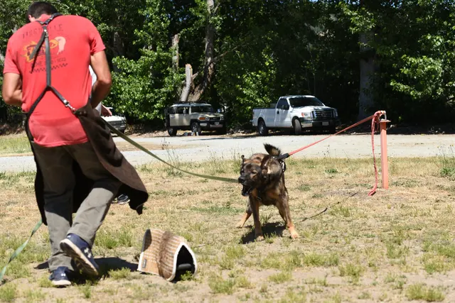 Tim Cutter Schutzhund Seminar on June 3, 2017 — the helper coaching a handler-and-dog team during sleeve work — photo 16