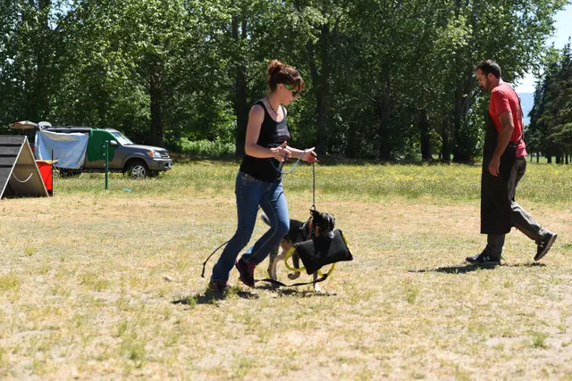 Tim Cutter Schutzhund Seminar on June 3, 2017 — helper, handler and working dog completing a protection-training sequence — photo 24