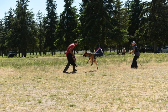 Tim Cutter Schutzhund Seminar on June 3, 2017 — a dog being sent across the field toward the helper — photo 12