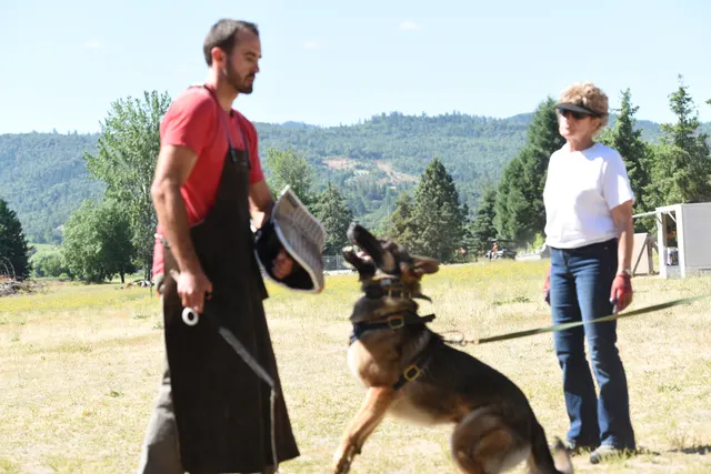 Tim Cutter Schutzhund Seminar on June 3, 2017 — a working dog maintaining a protection grip while the handler manages control — photo 04