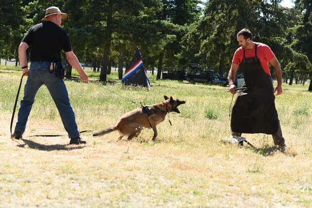 Tim Cutter Schutzhund Seminar on June 3, 2017 — a working dog and helper beginning a protection approach exercise — photo 08