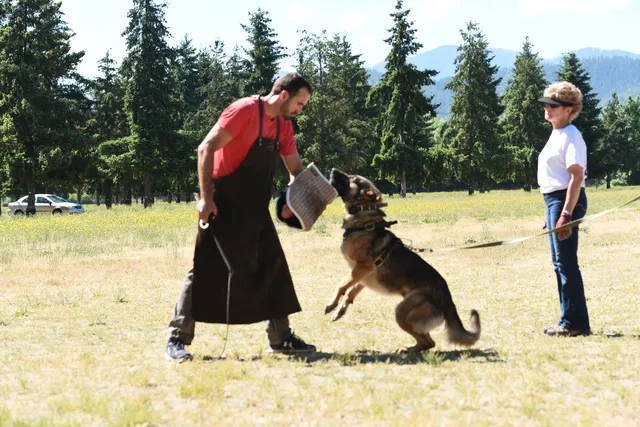 Tim Cutter Schutzhund Seminar on June 3, 2017 — a working dog gripping the bite sleeve while the handler controls the line — photo 01