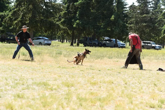 Tim Cutter Schutzhund Seminar on June 3, 2017 — a working dog approaching the helper during a protection exercise — photo 05