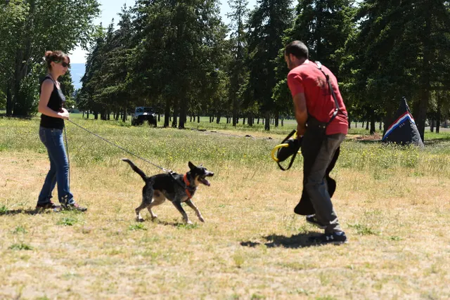 Tim Cutter Schutzhund Seminar on June 3, 2017 — a working dog approaching the helper during seminar training — photo 22