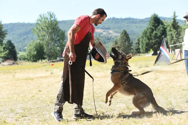 Tim Cutter Schutzhund Seminar on June 3, 2017 — a working dog driving into the bite sleeve during the seminar — photo 03