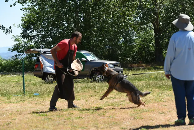 Tim Cutter Schutzhund Seminar — a working dog gripping the bite sleeve during protection training