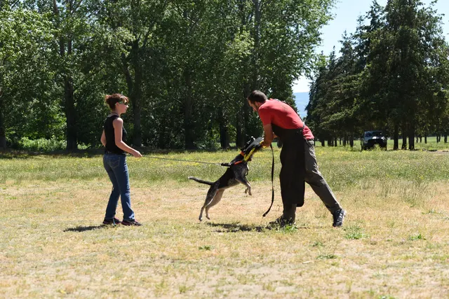 Tim Cutter Schutzhund Seminar on June 3, 2017 — a working dog engaging the bite sleeve with the helper — photo 23