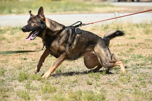 Tim Cutter Schutzhund Seminar on June 3, 2017 — a working dog showing drive while working on a long line — photo 17