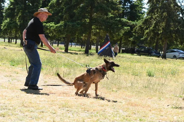 Tim Cutter Schutzhund Seminar on June 3, 2017 — a working dog showing drive toward the helper — photo 07