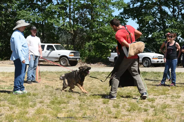 Tim Cutter Schutzhund Seminar on June 3, 2017 — a working dog maintaining a strong grip on the bite sleeve — photo 19