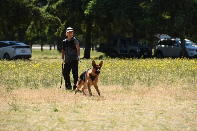 Tim Cutter Schutzhund Seminar on June 3, 2017 — a working dog and handler preparing on the training field — photo 11