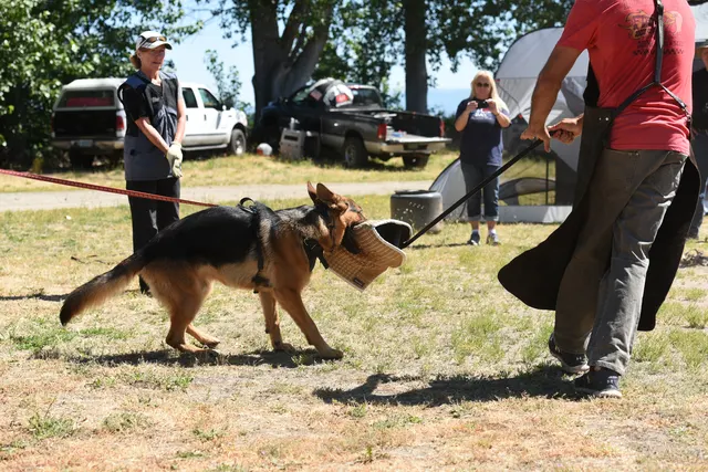 Tim Cutter Schutzhund Seminar on June 3, 2017 — a working dog moving on a long line during protection training — photo 13