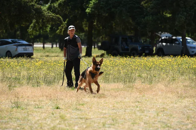 Tim Cutter Schutzhund Seminar on June 3, 2017 — a working dog positioned with the handler before protection work — photo 10