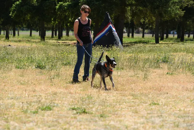 Tim Cutter Schutzhund Seminar on June 3, 2017 — a working dog waiting with the handler between protection exercises — photo 21