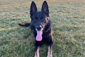 Rogue Valley Schutzhund Club photo 2