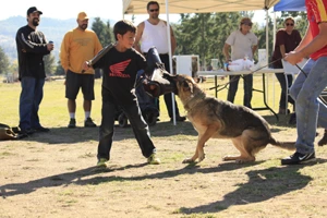 Rogue Valley Schutzhund Club photo 7